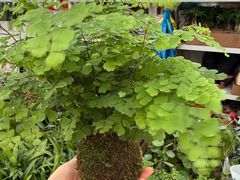 -龙大花卉苗木市场