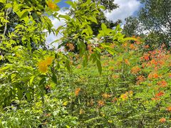 -中国科学院西双版纳热带植物园