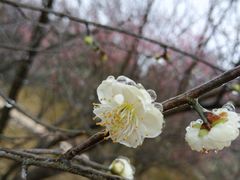 -湖南嵩云山国家森林公园