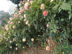 -人民公园(罗湖区)