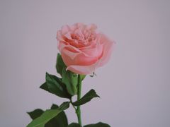-Biteology Artisan Cakes(红庄·国际文化保税创新园店)
