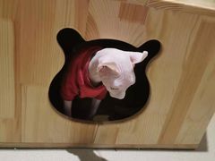 -藏猫猫咖啡主题馆(中央大道店)