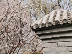 -桃花堤公园