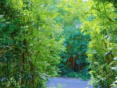 -华侨城湿地公园