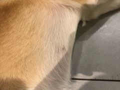 -柴务处·柴犬主题狗咖