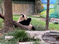 -上海野生动物园