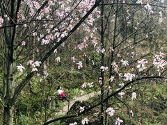 -九皇山景区