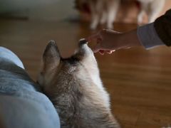 -Husky Go! 哈士奇体验馆·宠物咖啡厅狗咖