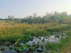 -金孔雀温泉旅游度假村