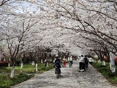 -高东镇樱花园