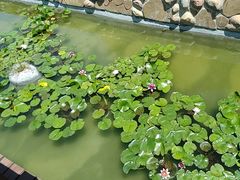 -棒棰岛宾馆景区