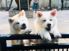 -TrueLove @ Neverland (Husky Cafe)