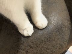 -猫小院猫主题餐厅(三里屯店)
