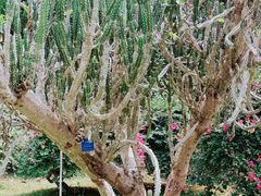 -中国科学院西双版纳热带植物园