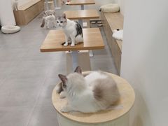 用餐区-有喵·猫咖·狗咖·30几只猫10只小狗(岗厦店)