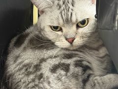 -瑞派·关忠动物医院·猫专科·犬专科(三环新城店)