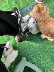 -萌宠亲子动物乐园(槐房万达店)