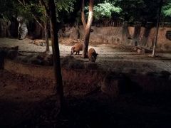 -清迈夜间动物园
