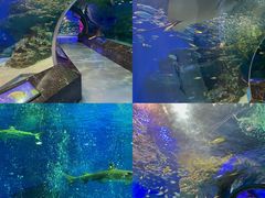 -海合安成都极地海洋公园