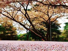 -武汉大学-樱园
