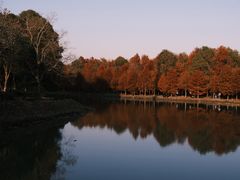 -上海海湾国家森林公园