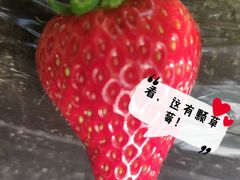 -大自然农场蔬菜草莓采摘园