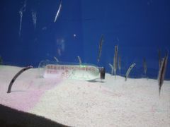 -海合安武汉极地海洋公园