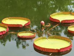 -国家植物园南园