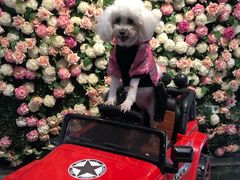 -百好乐宠物友好餐厅(朝外大街店)