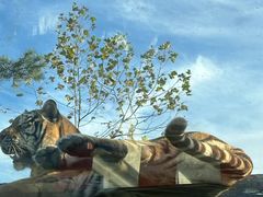 -西霞口神雕山野生动物世界