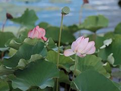 -荷塘月色湿地公园·向阳花洲