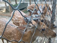 -长白岛森林公园