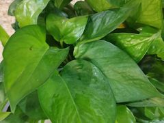 -远洋未来广场(育慧北路店)