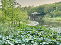 -同里国家湿地公园