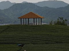 -龙坞茶村