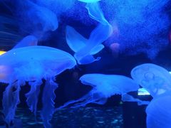 -太平洋海底世界