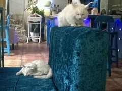 -Sirena海妖日咖夜酒