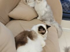 -怪兽屋·羊驼·猫咖·狗咖(俊华广场店)