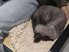 -琪喵猫屋·撸猫猫咖·猫舍