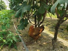 -马陆小张葡萄园农家乐