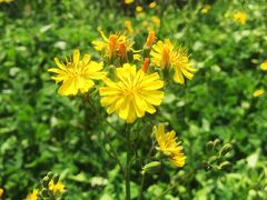 -桤木河湿地公园