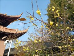 -苏州文庙(姑苏区)