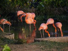 -清迈夜间动物园