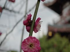 -洋湖国家湿地公园