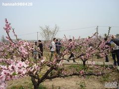 -南汇桃花村