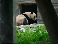 -都江堰中华大熊猫苑
