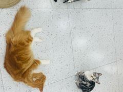 -喵园·猫主题咖啡厅·撸猫·猫咖(国贸店)