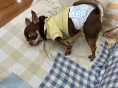 -汪说·狗咖·拼豆·宠物周边DIY(旺城大厦店)