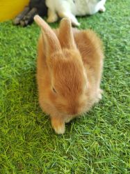 -萌宠亲子动物乐园(槐房万达店)