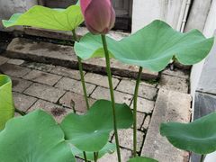 -眞宗·椰汁是大王(小娄巷店)